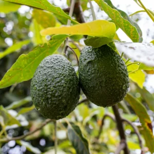 Avocats Fuerte